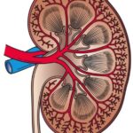 Chung-Ang University Develops Non-invasive Biosensor for Early Kidney Disease Detection