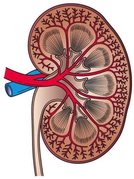 Chung-Ang University Develops Non-invasive Biosensor for Early Kidney Disease Detection